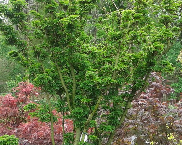 Acer palmatum Shishigashira / Crispifolium